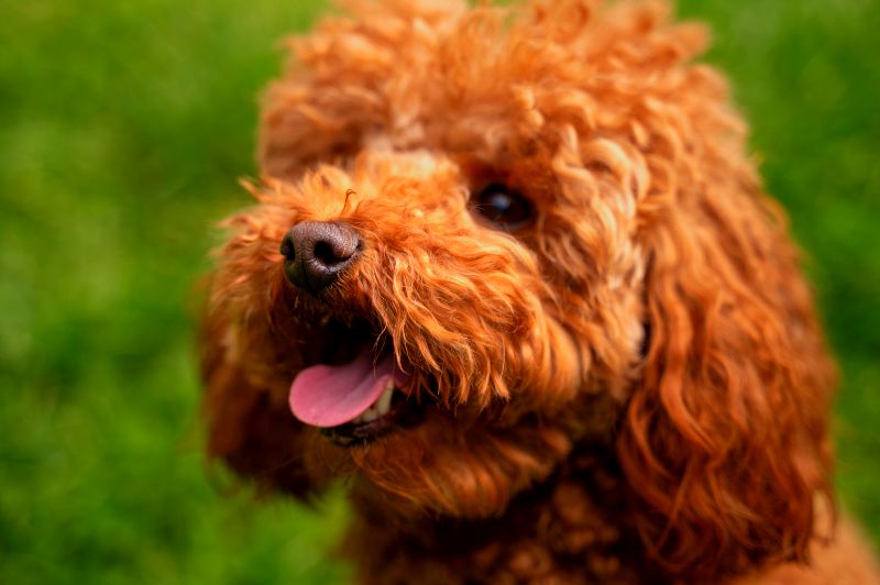 caniche-toy-rojo